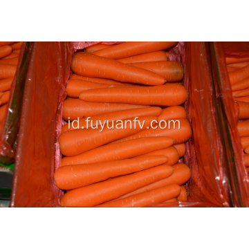 Harga pabrik wortel segar dengan kualitas bagus
